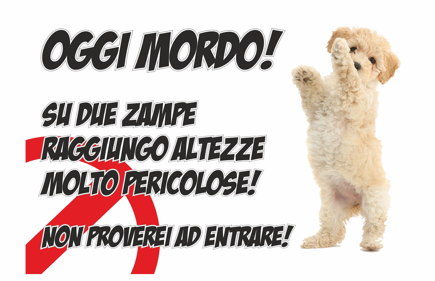 GLOBAL CARTELLO SEGNALETICO - ATTENTI AL CANE BARBONCINO, OGGI MORDO - Adesivo Extra Resistente, Pannello in Forex, Pannello In Alluminio