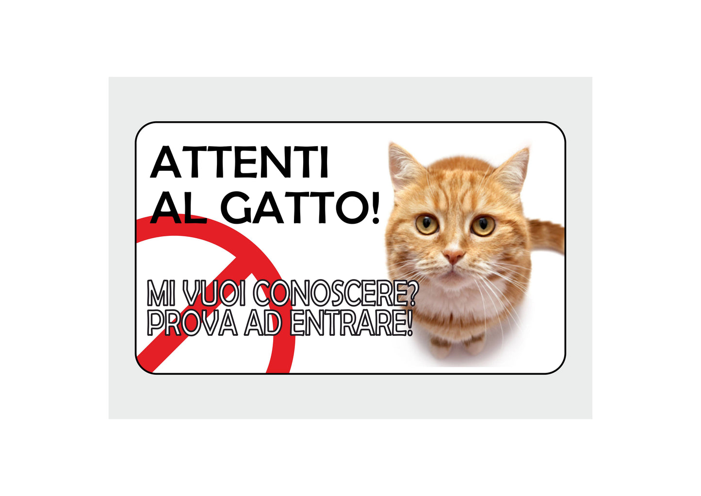 GLOBAL CARTELLO SEGNALETICO - Attenti al gatto, MI VUOI CONOSCERE - Adesivo Extra Resistente, Pannello in Forex, Pannello In Alluminio