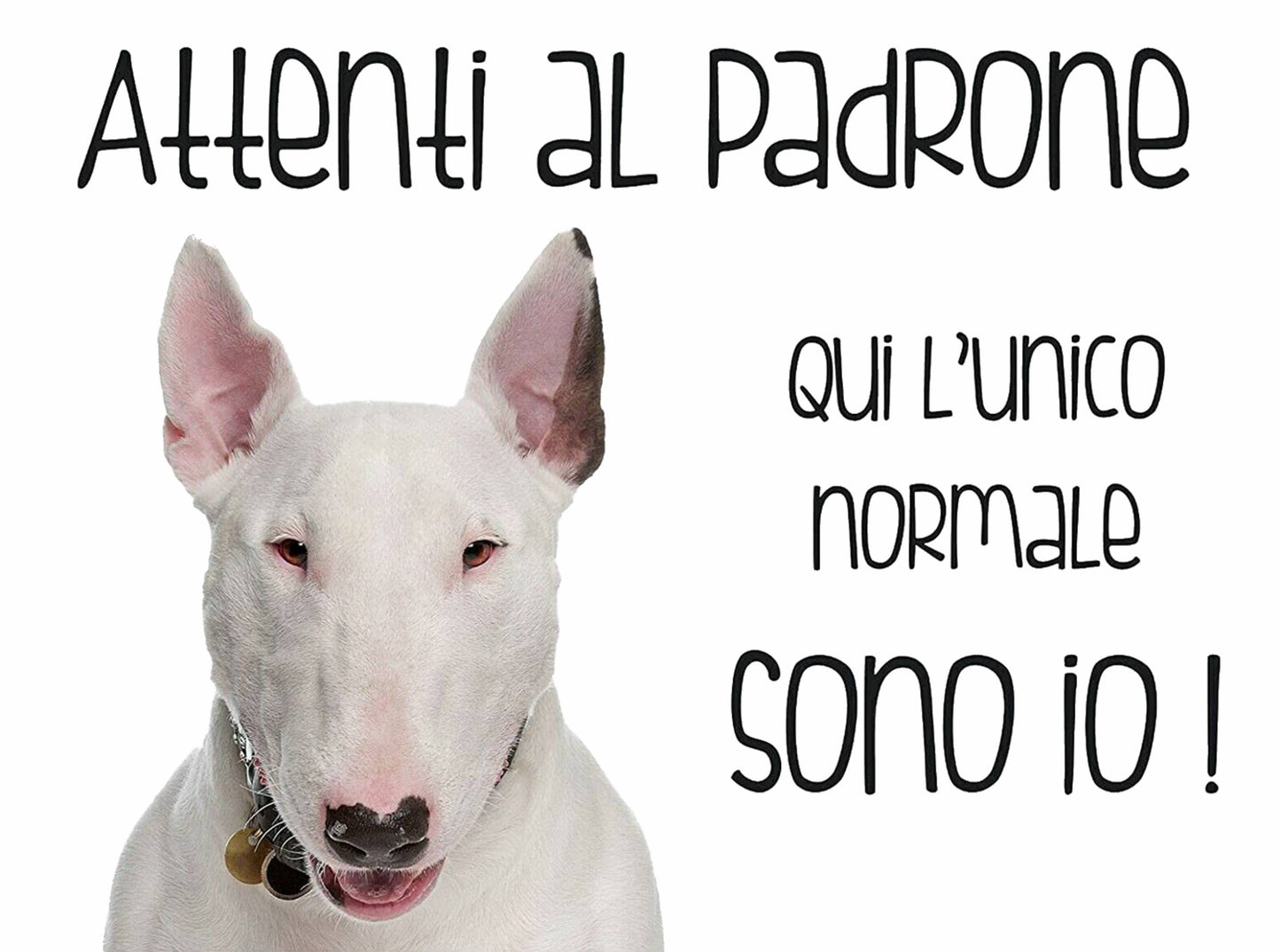 BULL TERRIER - Attenti al padrone qui l'unico normale sono io - CARTELLO ATTENTI AL CANE in Adesivo Resistente, Pannello in Forex, Pannello In Alluminio o in Plexiglas