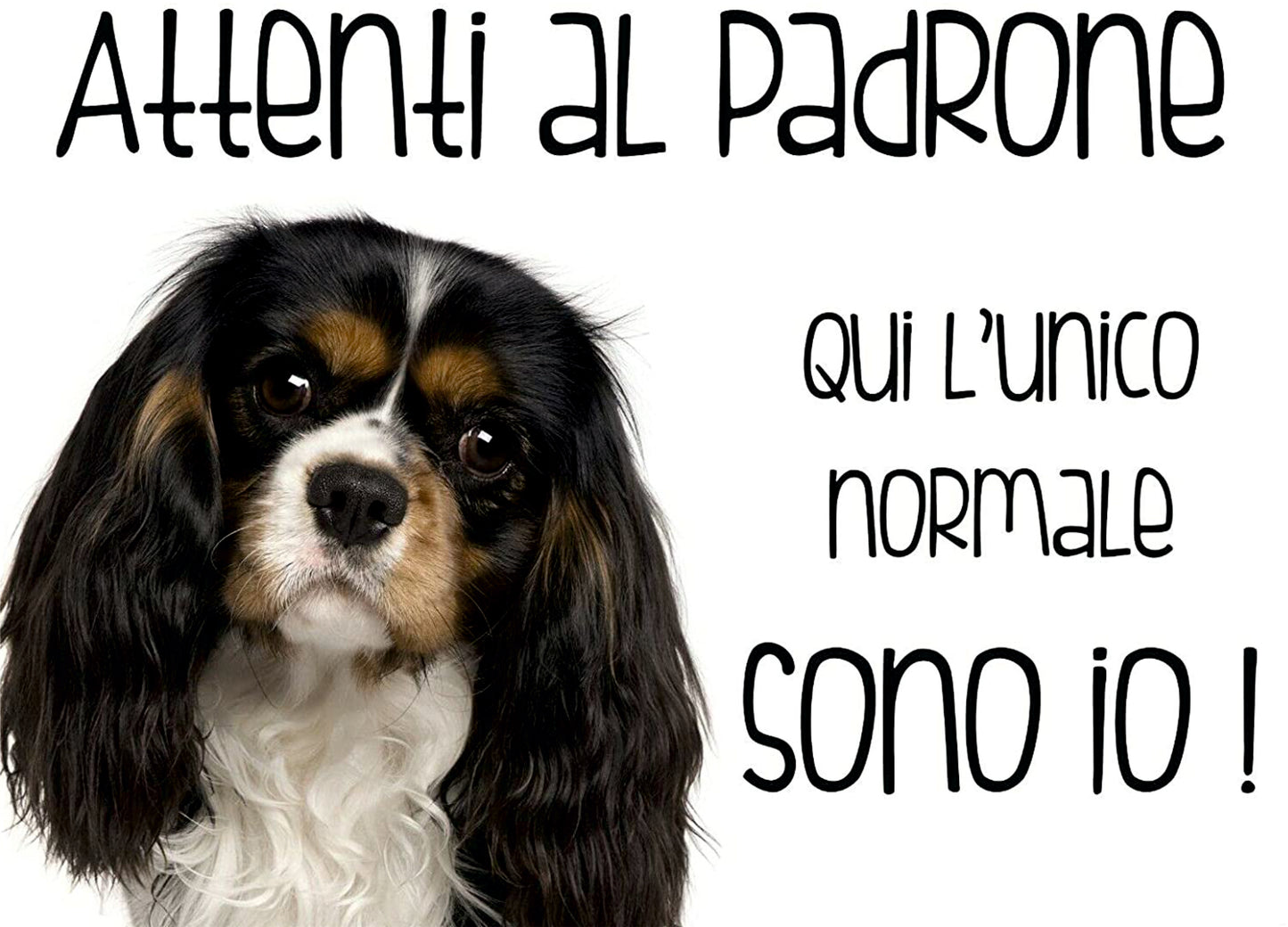 CAVALIER KING NERO - Attenti al padrone qui l'unico normale sono io - CARTELLO ATTENTI AL CANE in Adesivo Resistente, Pannello in Forex, Pannello In Alluminio o in Plexiglas