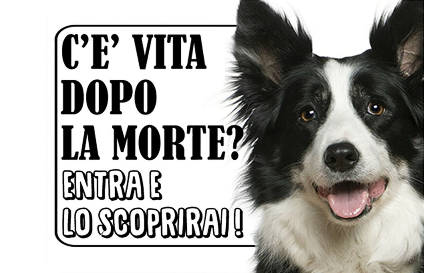 Border Collie - C'è vita dopo la morte, entra e lo scoprirai - CARTELLO ATTENTI AL CANE in Adesivo Resistente, Pannello in Forex, Pannello In Alluminio o in Plexiglas