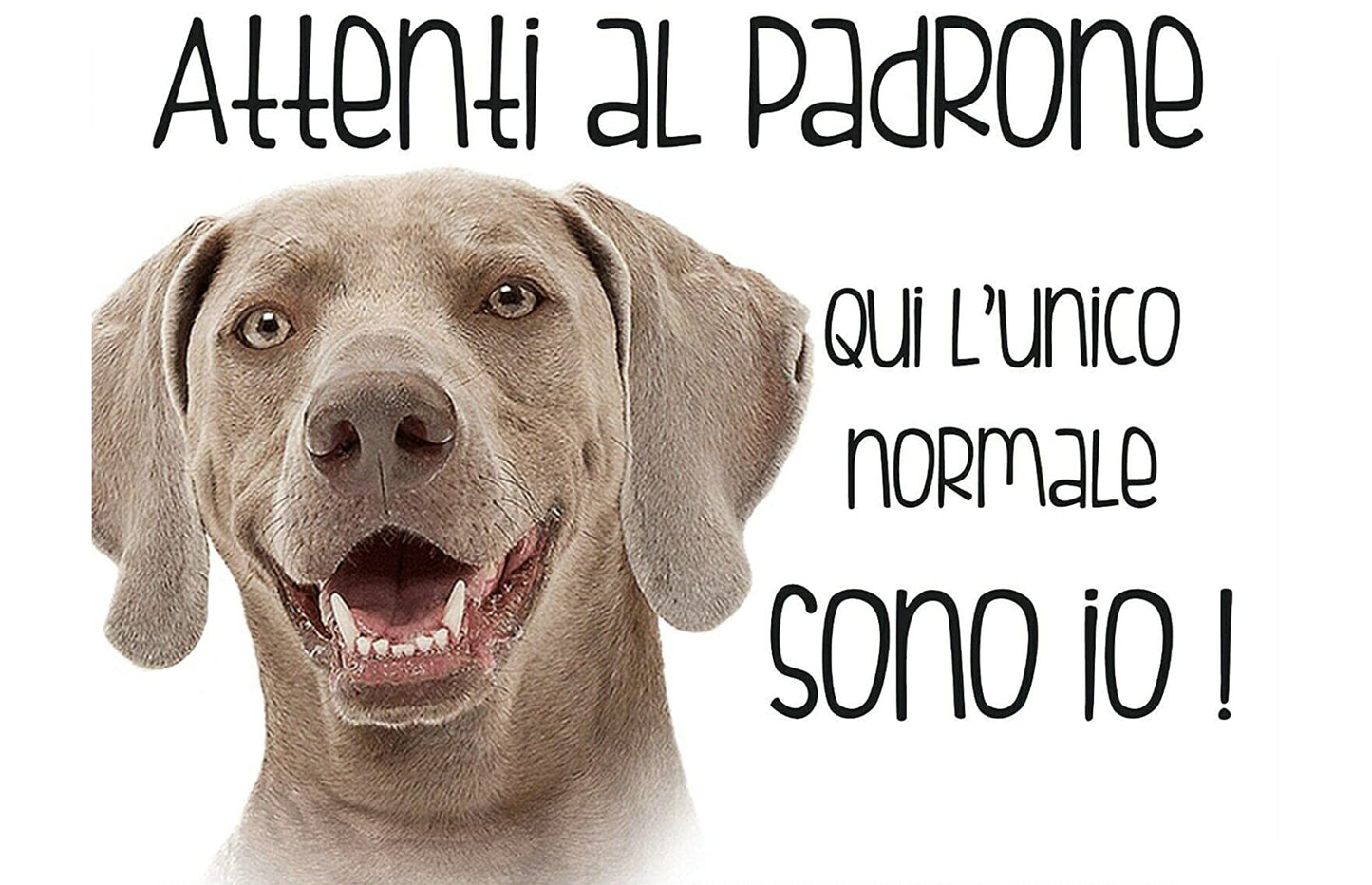 Bracco Weimaraner - Attenti al padrone qui l'unico normale sono io - CARTELLO ATTENTI AL CANE in Adesivo Resistente, Pannello in Forex, Pannello In Alluminio o in Plexiglas