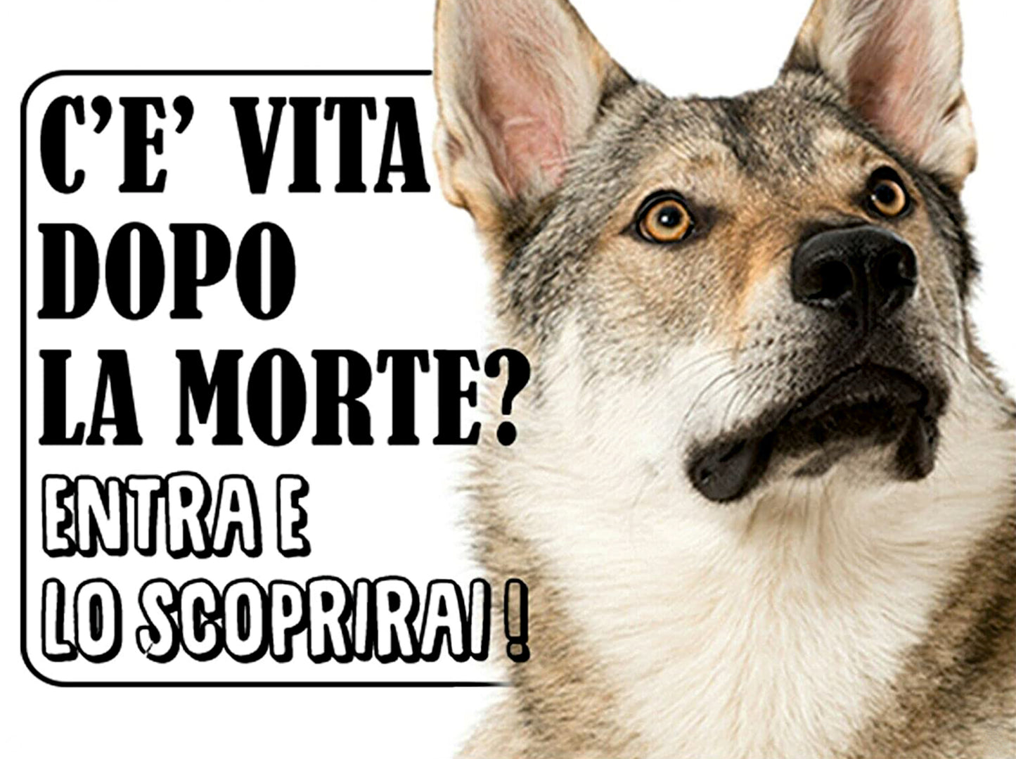 Cane lupo cecoslovacco - c'è vita dopo la morte entra e lo scoprirai - CARTELLO ATTENTI AL CANE in Adesivo Resistente, Pannello in Forex, Pannello In Alluminio o in Plexiglas