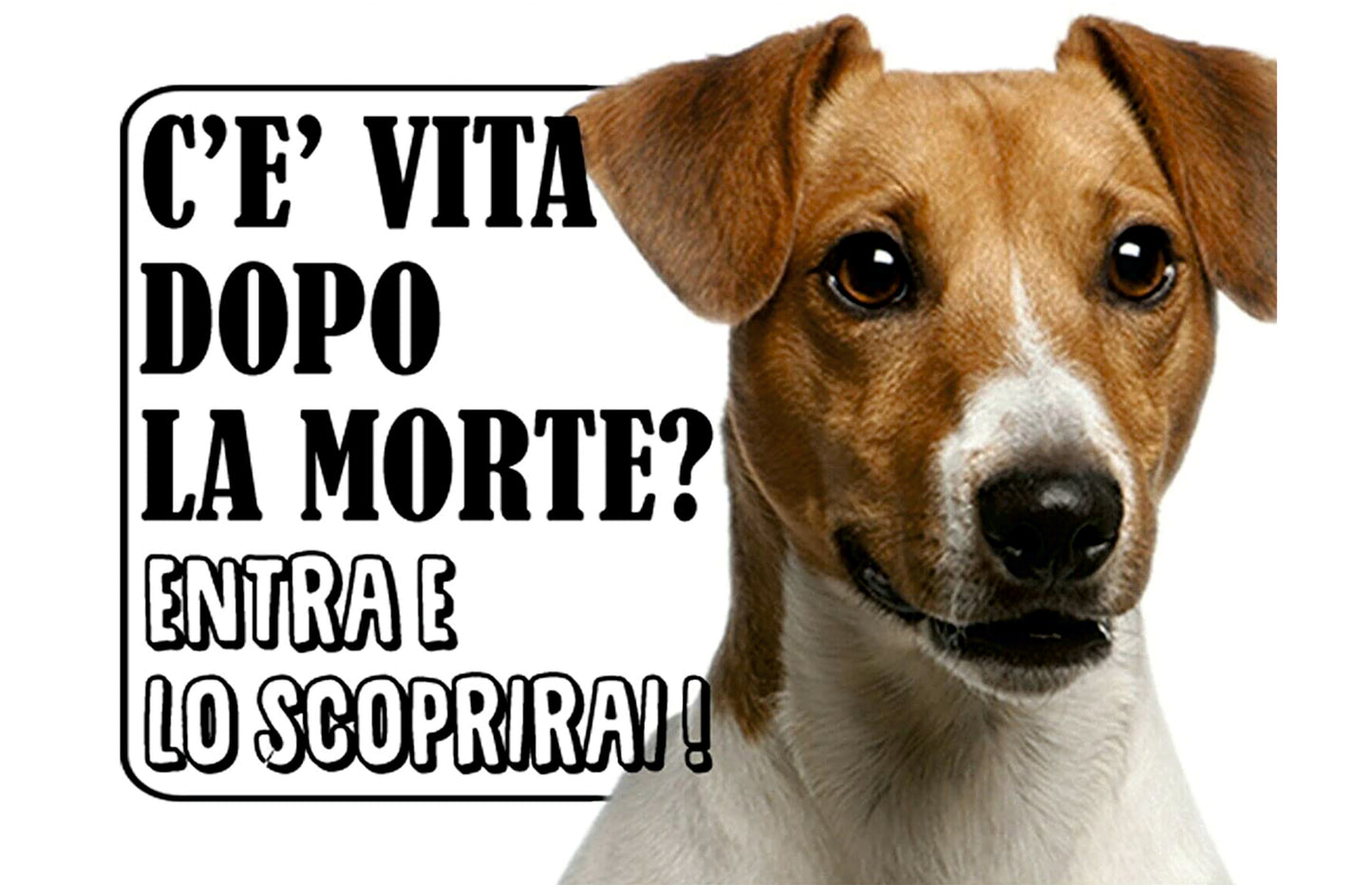 Jack Russel - c'è vita dopo la morte - CARTELLO ATTENTI AL CANE in Adesivo Resistente, Pannello in Forex, Pannello In Alluminio o in Plexiglas