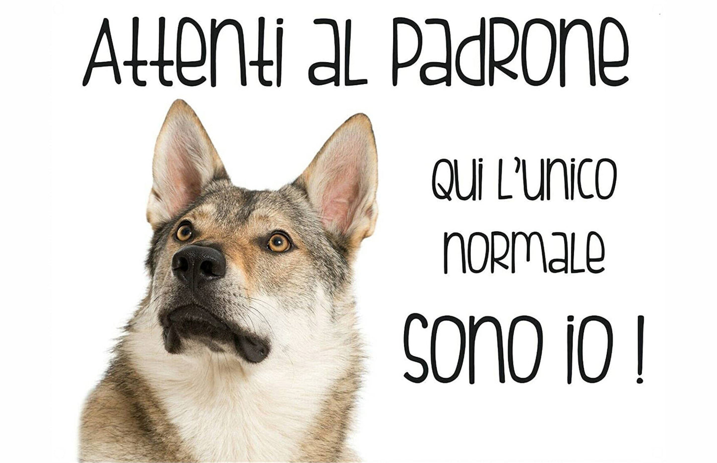Lupo Cecoslovacco - Attenti al padrone qui l'unico normale sono io - CARTELLO ATTENTI AL CANE in Adesivo Resistente, Pannello in Forex, Pannello In Alluminio o in Plexiglas