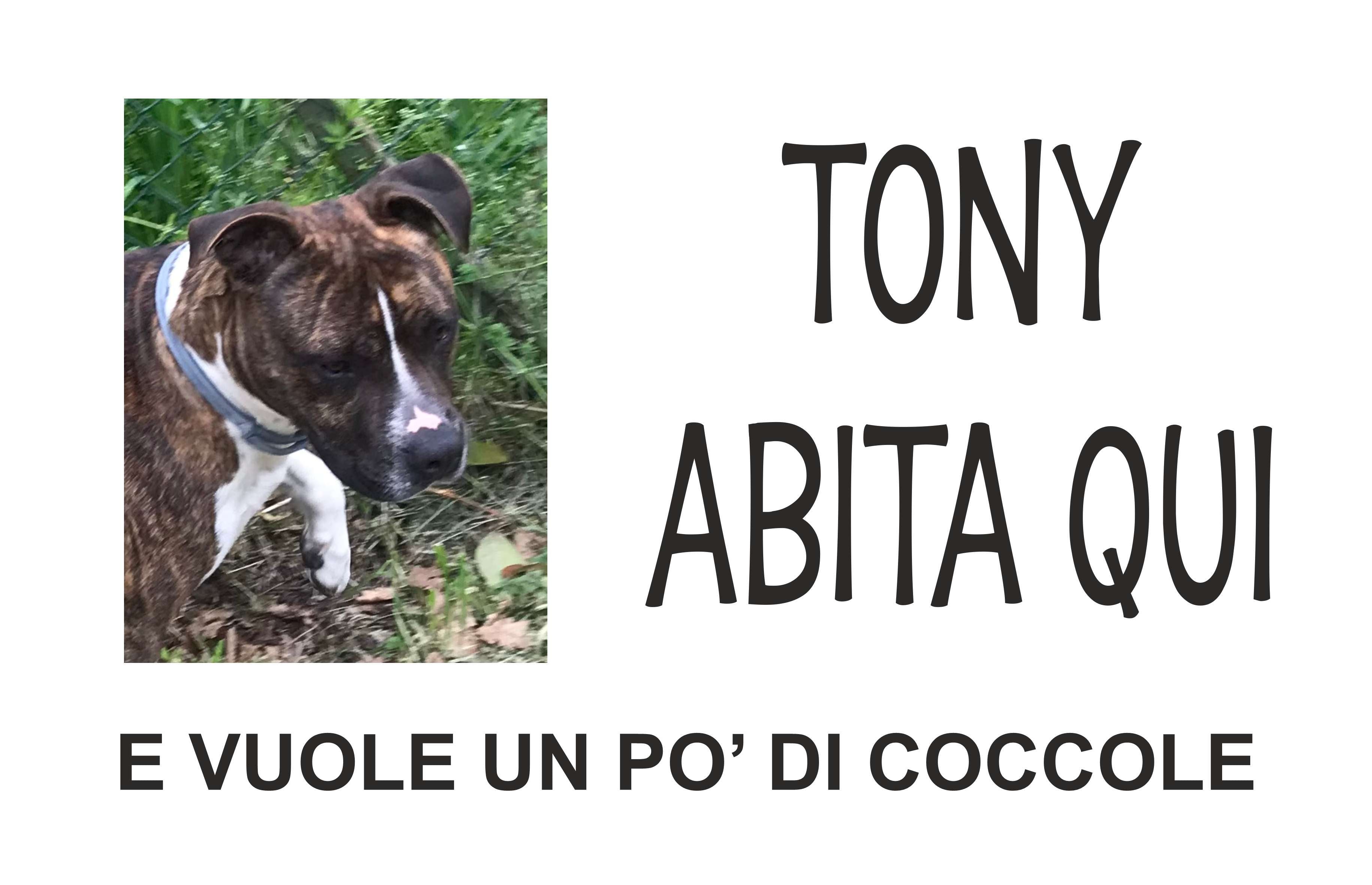 GLOBAL CARTELLO SEGNALETICO - ATTENTI AL CANE, SE PROVI AD ENTRARE CHI Tutti I Miei Amici Adesivo Extra Resistente Pannello In Forex Pannello In Alluminio