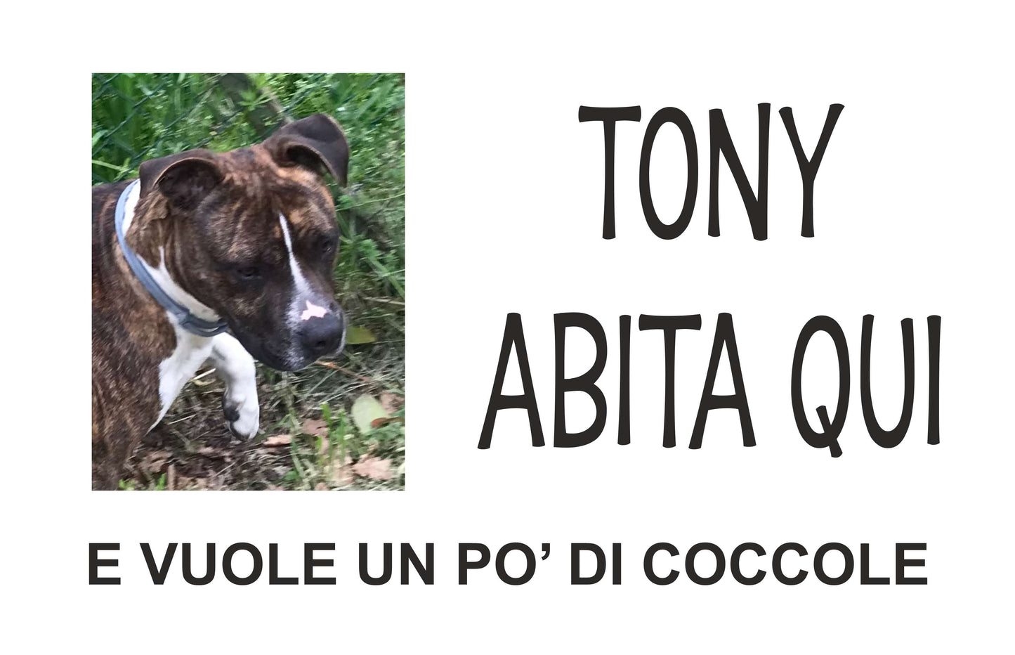 GLOBAL CARTELLO SEGNALETICO  - ATTENTI AL CANE CON NOME PERSONALIZZABILE CON NOME E FOTO  - Adesivo Extra Resistente, Pannello in Forex, Pannello In Alluminio