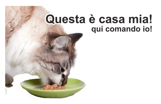 GLOBAL CARTELLO SEGNALETICO - ATTENTI AL GATTO QUI COMANDO IO - Adesivo Extra Resistente, Pannello in Forex, Pannello In Alluminio