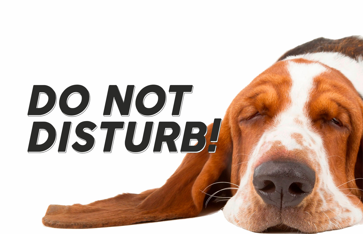 GLOBAL CARTELLO SEGNALETICO  - attenti al cane basset hound do not disturb - Adesivo Extra Resistente, Pannello in Forex, Pannello In Alluminio