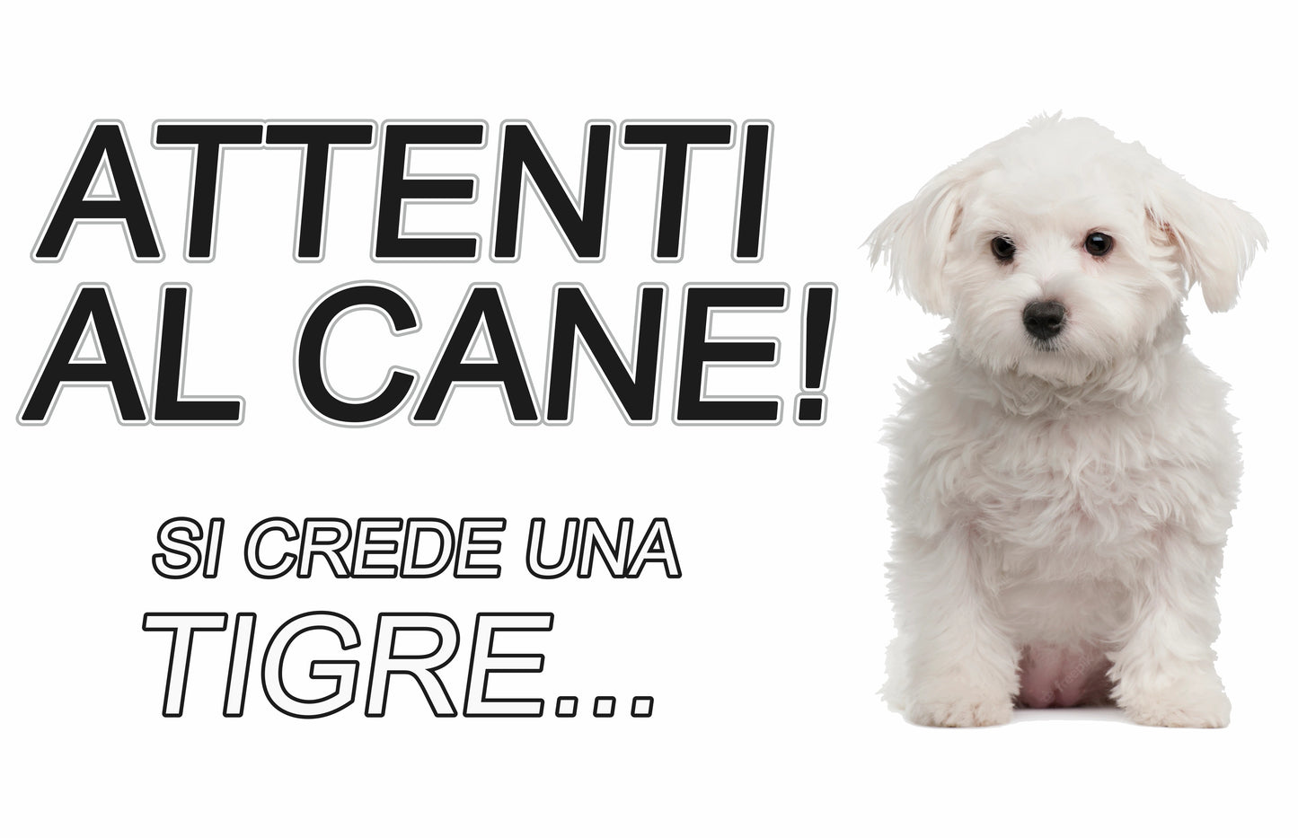 GLOBAL CARTELLO SEGNALETICO - ATTENTI AL CANE MALTESE SI CREDE UNA TIGRE - Adesivo Extra Resistente, Pannello in Forex, Pannello In Alluminio