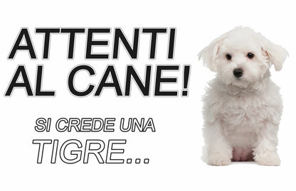 GLOBAL CARTELLO SEGNALETICO - ATTENTI AL CANE MALTESE SI CREDE UNA TIGRE - Adesivo Extra Resistente, Pannello in Forex, Pannello In Alluminio